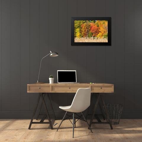 USA-Vermont-Morrisville Lyle McKee Road-fall foliage Black Modern Wood Framed Art Print by Jones, Allison