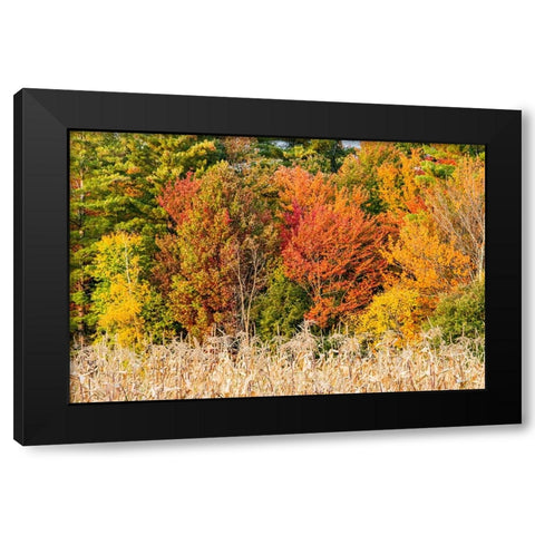 USA-Vermont-Morrisville Lyle McKee Road-fall foliage Black Modern Wood Framed Art Print by Jones, Allison