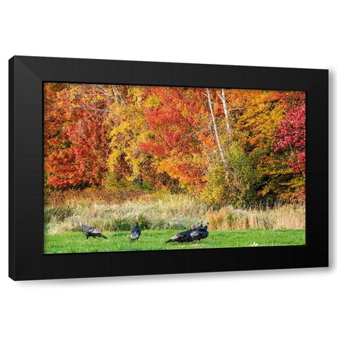 USA-Vermont-Morrisville Lyle McKee Road-fall foliage-flock of wild turkeys Black Modern Wood Framed Art Print with Double Matting by Jones, Allison