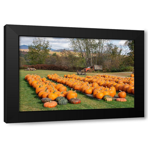 USA-Vermont-Stowe-West Hill Rd-pumpkin field Black Modern Wood Framed Art Print with Double Matting by Jones, Allison