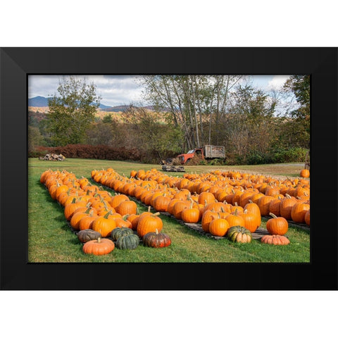 USA-Vermont-Stowe-West Hill Rd-pumpkin field Black Modern Wood Framed Art Print by Jones, Allison