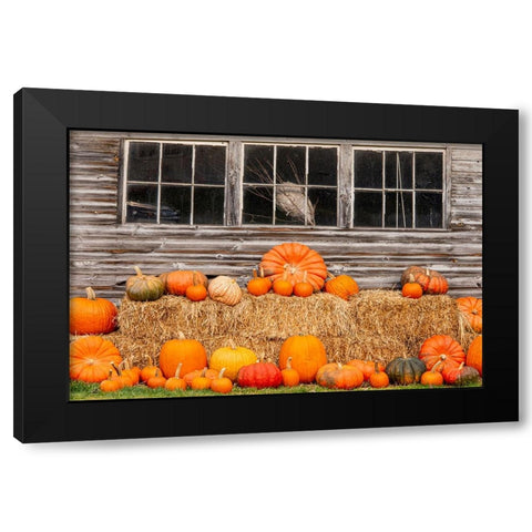 USA-Vermont-Stowe-West Hill Rd-pumpkin field Black Modern Wood Framed Art Print with Double Matting by Jones, Allison