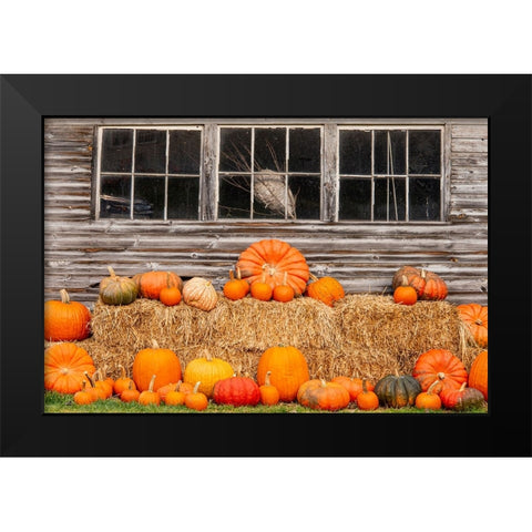 USA-Vermont-Stowe-West Hill Rd-pumpkin field Black Modern Wood Framed Art Print by Jones, Allison