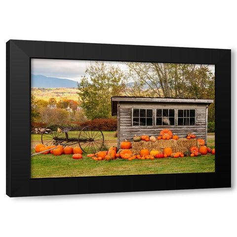 USA-Vermont-Stowe-West Hill Rd-pumpkin field Black Modern Wood Framed Art Print by Jones, Allison