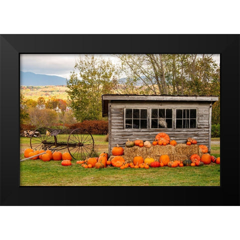 USA-Vermont-Stowe-West Hill Rd-pumpkin field Black Modern Wood Framed Art Print by Jones, Allison