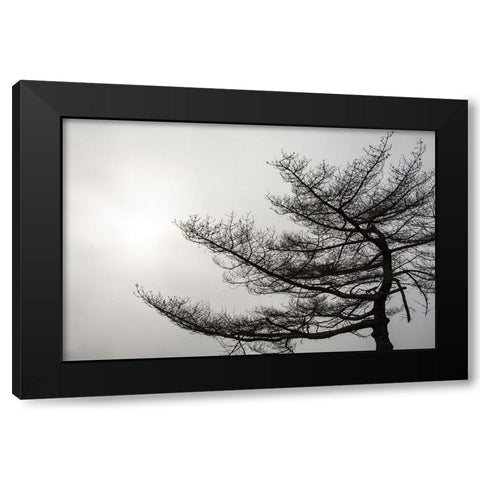 USA-Vermont-Morrisville-Jopson Lane Tree silhouetted against winter sky Black Modern Wood Framed Art Print by Jones, Allison