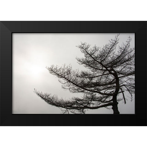 USA-Vermont-Morrisville-Jopson Lane Tree silhouetted against winter sky Black Modern Wood Framed Art Print by Jones, Allison