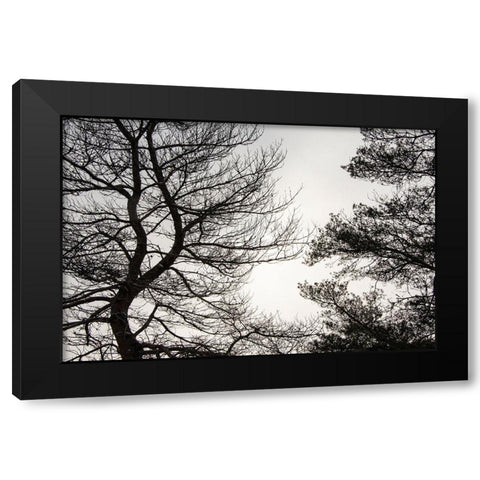 USA-Vermont-Morrisville-Jopson Lane Tree silhouetted against winter sky Black Modern Wood Framed Art Print by Jones, Allison