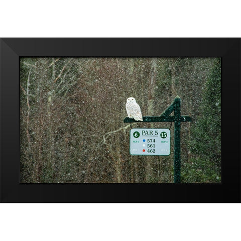 USA-Vermont-Morrisville Female snowy owl in snow on golf course Black Modern Wood Framed Art Print by Jones, Allison