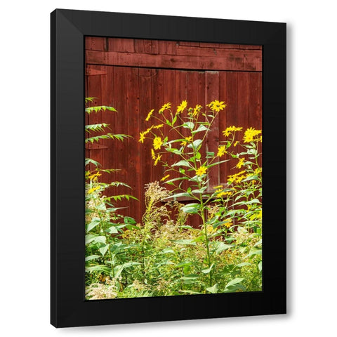 USA-Vermont-New England-autumn daisies against red barn Black Modern Wood Framed Art Print with Double Matting by Jones, Allison