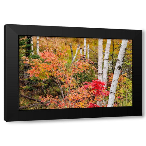 USA-Vermont-Stowe-birch trees around wetlands above the Toll House on Route 108 Black Modern Wood Framed Art Print by Jones, Allison