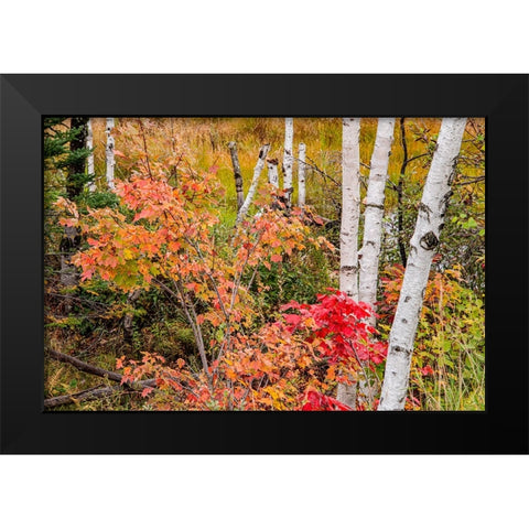 USA-Vermont-Stowe-birch trees around wetlands above the Toll House on Route 108 Black Modern Wood Framed Art Print by Jones, Allison