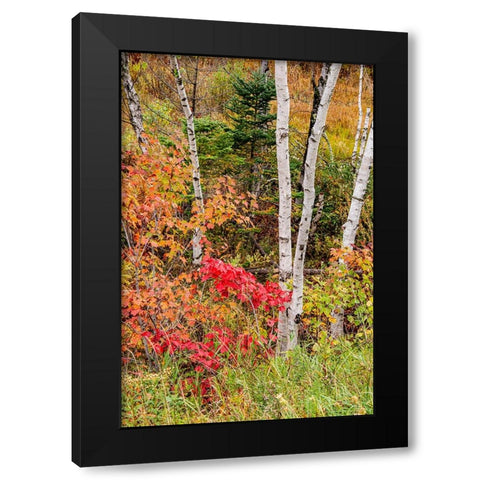USA-Vermont-Stowe-birch trees around wetlands above the Toll House on Route 108 Black Modern Wood Framed Art Print by Jones, Allison