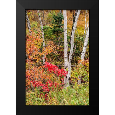 USA-Vermont-Stowe-birch trees around wetlands above the Toll House on Route 108 Black Modern Wood Framed Art Print by Jones, Allison