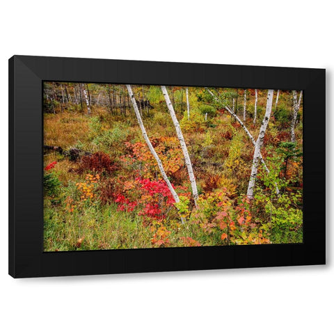 USA-Vermont-Stowe-birch trees around wetlands above the Toll House on Route 108 Black Modern Wood Framed Art Print by Jones, Allison