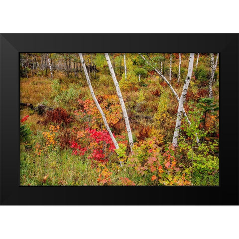 USA-Vermont-Stowe-birch trees around wetlands above the Toll House on Route 108 Black Modern Wood Framed Art Print by Jones, Allison