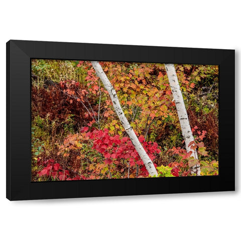 USA-Vermont-Stowe-birch trees around wetlands above the Toll House on Route 108 Black Modern Wood Framed Art Print by Jones, Allison