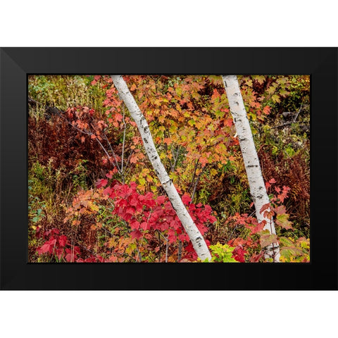 USA-Vermont-Stowe-birch trees around wetlands above the Toll House on Route 108 Black Modern Wood Framed Art Print by Jones, Allison