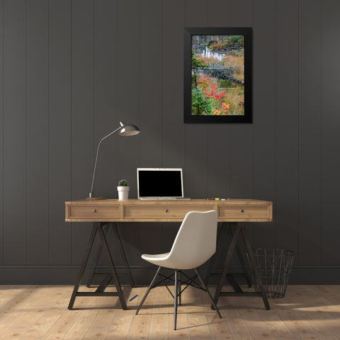 USA-Vermont-Stowe-birch trees around wetlands above the Toll House on Route 108 Black Modern Wood Framed Art Print by Jones, Allison