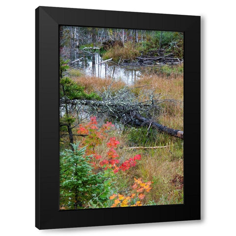USA-Vermont-Stowe-birch trees around wetlands above the Toll House on Route 108 Black Modern Wood Framed Art Print with Double Matting by Jones, Allison