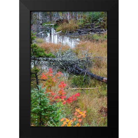 USA-Vermont-Stowe-birch trees around wetlands above the Toll House on Route 108 Black Modern Wood Framed Art Print by Jones, Allison