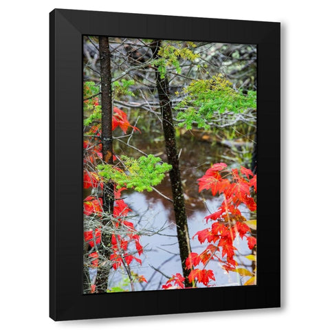 USA-Vermont-Stowe-birch trees around wetlands above the Toll House on Route 108 Black Modern Wood Framed Art Print by Jones, Allison