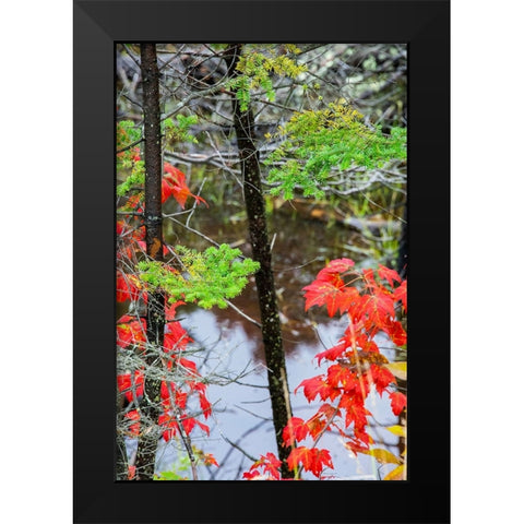 USA-Vermont-Stowe-birch trees around wetlands above the Toll House on Route 108 Black Modern Wood Framed Art Print by Jones, Allison