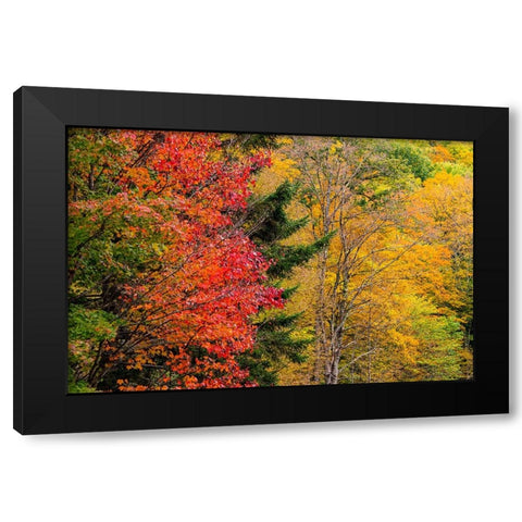USA-Vermont-Fall foliage in Mad River Valley along trail to Warren Falls Black Modern Wood Framed Art Print with Double Matting by Jones, Allison