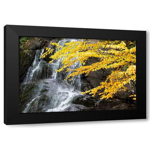 USA-Vermont-Fall foliage in Mad River Valley along trail to Warren Falls Black Modern Wood Framed Art Print with Double Matting by Jones, Allison