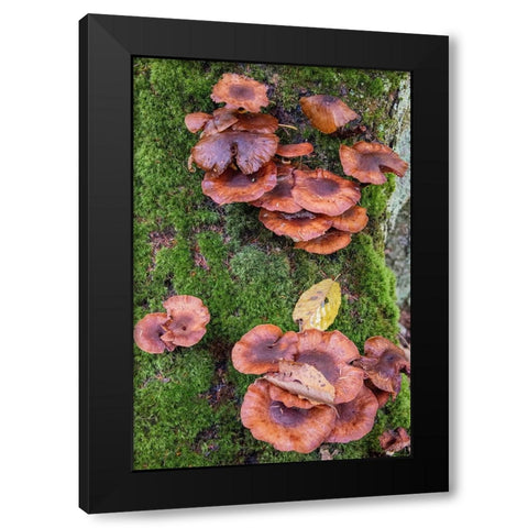 USA-Vermont-Fall foliage and mushrooms in Mad River Valley along trail to Warren Falls Black Modern Wood Framed Art Print with Double Matting by Jones, Allison