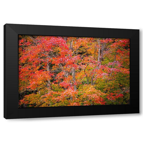 USA-Vermont-Fall foliage in Green Mountains at Bread Loaf-owned by Middlebury College Black Modern Wood Framed Art Print by Jones, Allison