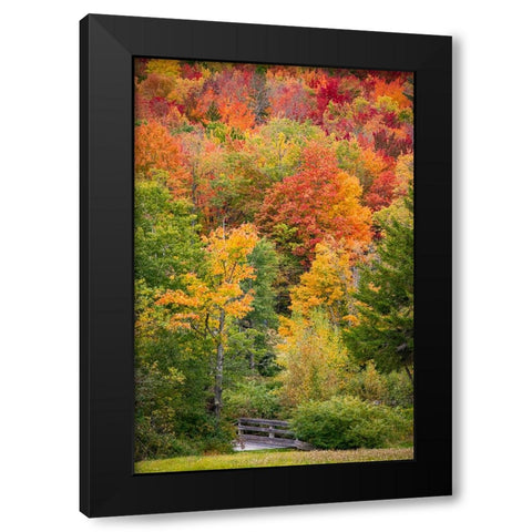 USA-Vermont-Fall foliage in Green Mountains at Bread Loaf-owned by Middlebury College Black Modern Wood Framed Art Print with Double Matting by Jones, Allison