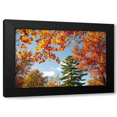 USA-Vermont-Fall foliage in Morrisville on Jopson Lane Black Modern Wood Framed Art Print with Double Matting by Jones, Allison