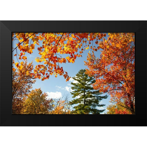 USA-Vermont-Fall foliage in Morrisville on Jopson Lane Black Modern Wood Framed Art Print by Jones, Allison