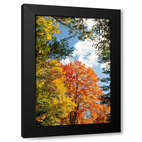 USA-Vermont-Fall foliage in Morrisville on Jopson Lane Black Modern Wood Framed Art Print with Double Matting by Jones, Allison