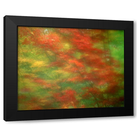 Vermont Abstract of maple trees Black Modern Wood Framed Art Print by Zuckerman, Jim