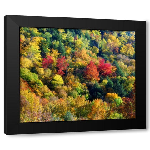 Vermont, Autumn Colors in the forest of Vermont Black Modern Wood Framed Art Print by Talbot Frank, Christopher
