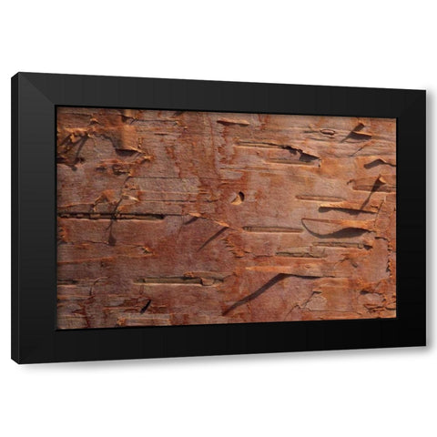 USA, Vermont Birch bark close-up Black Modern Wood Framed Art Print with Double Matting by Bush, Marie