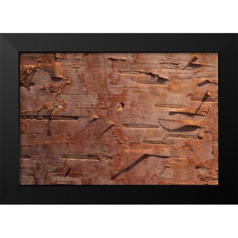 USA, Vermont Birch bark close-up Black Modern Wood Framed Art Print by Bush, Marie