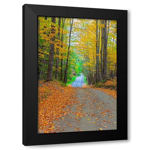 USA-New England-Vermont tree-lined roadway in Autumns Fall colors Black Modern Wood Framed Art Print with Double Matting by Gulin, Sylvia