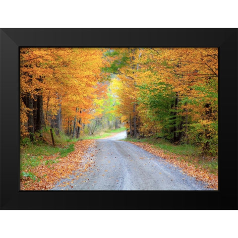 USA-New England-Vermont tree-lined roadway in Autumns Fall colors Black Modern Wood Framed Art Print by Gulin, Sylvia