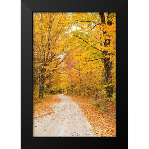 USA-New England-Vermont tree-lined roadway in Autumns Fall colors Black Modern Wood Framed Art Print by Gulin, Sylvia