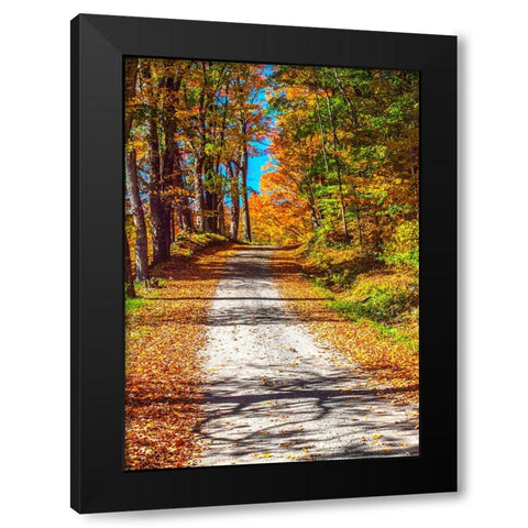 USA-New England-Vermont gravel road lined with sugar maple in full Fall color Black Modern Wood Framed Art Print by Gulin, Sylvia