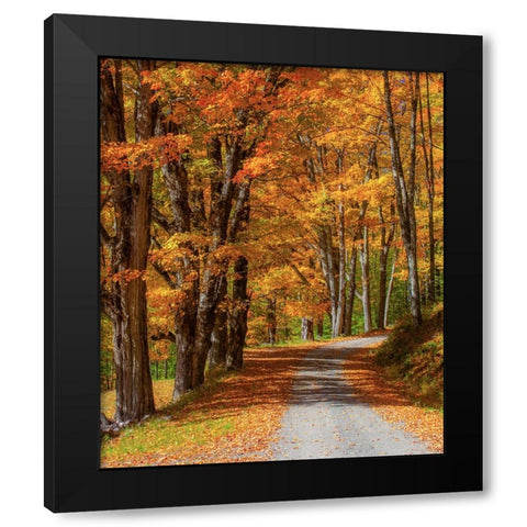 USA-New England-Vermont gravel road lined with sugar maple in full Fall color Black Modern Wood Framed Art Print by Gulin, Sylvia
