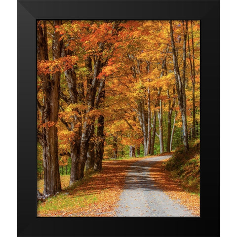 USA-New England-Vermont gravel road lined with sugar maple in full Fall color Black Modern Wood Framed Art Print by Gulin, Sylvia