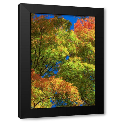 USA-New England-Vermont Autumn looking up into Sugar Maple Trees Black Modern Wood Framed Art Print with Double Matting by Gulin, Sylvia