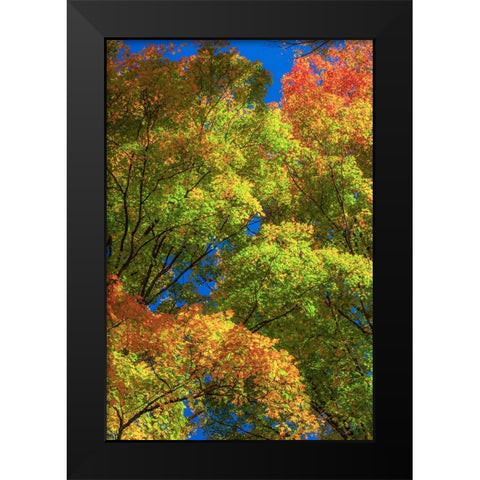 USA-New England-Vermont Autumn looking up into Sugar Maple Trees Black Modern Wood Framed Art Print by Gulin, Sylvia
