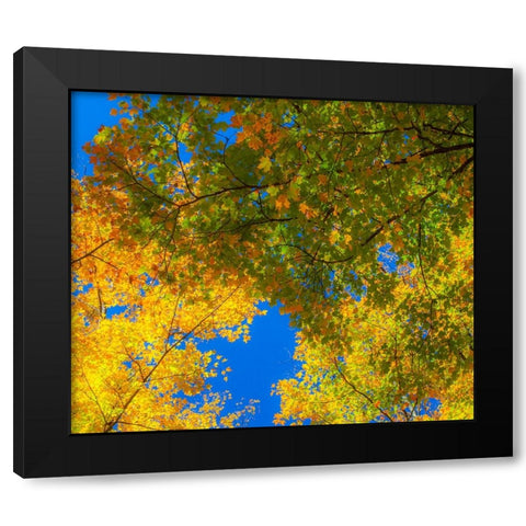 USA-New England-Vermont Autumn looking up into Sugar Maple Trees Black Modern Wood Framed Art Print by Gulin, Sylvia