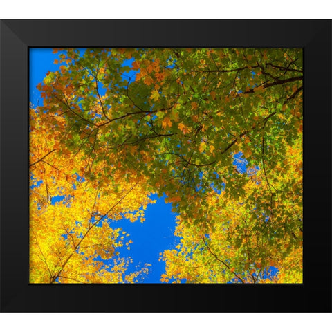 USA-New England-Vermont Autumn looking up into Sugar Maple Trees Black Modern Wood Framed Art Print by Gulin, Sylvia