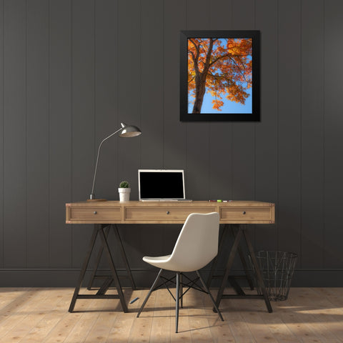 USA-New England-Vermont Autumn looking up into Sugar Maple Trees Black Modern Wood Framed Art Print by Gulin, Sylvia